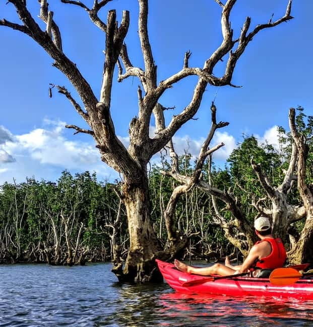 From Tagbilaran City/Panglao Island: Bohol Mangrove Kayaking - Price and value: is $64 worth it?