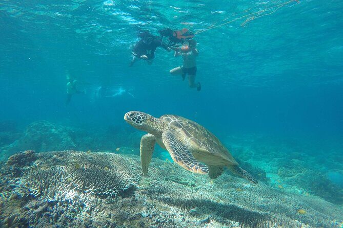 Full Day Apo Island Tour from Dumaguete - Key things I’d watch for on this Apo day trip