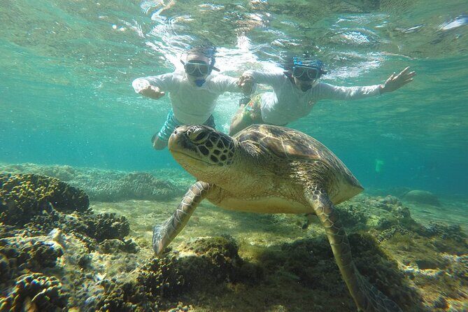 Full Day Apo Island Tour from Dumaguete - Getting to Apo Island smoothly from Dumaguete (6:00 am start)