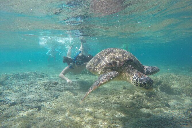 Full Day Apo Island Tour from Dumaguete - Lunch on Apo: a real break, not an afterthought