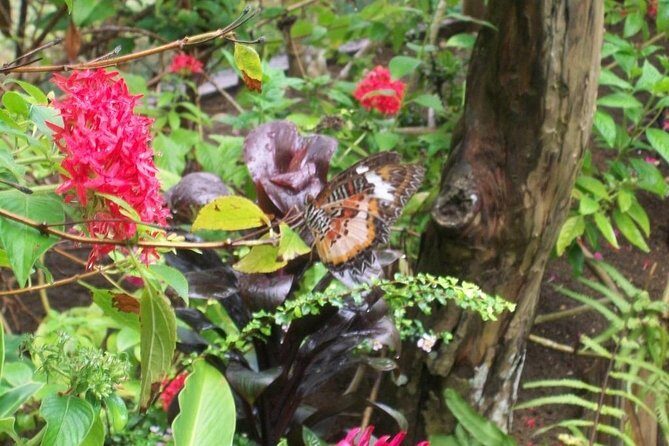 Full-Day Private Siquijor Island Tour - A Private Siquijor Day: What the Experience Feels Like