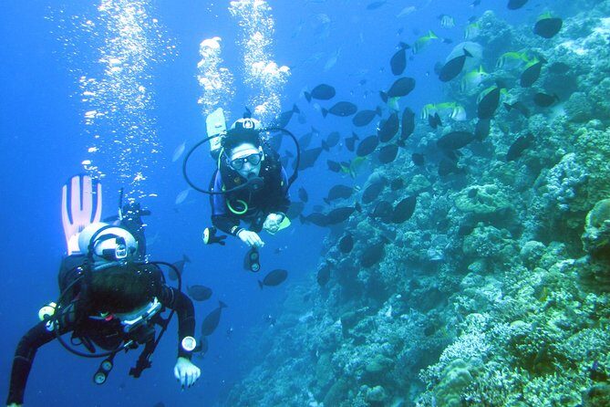 Fun Boat Dive for certified diver - Key highlights you’ll actually care about