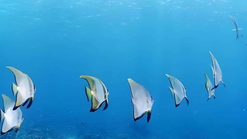 Mactan Island Hopping Gilutungan, Caohagan, Nalusuan + Lunch - How the 6–8 Hour Format Keeps the Day Comfortable
