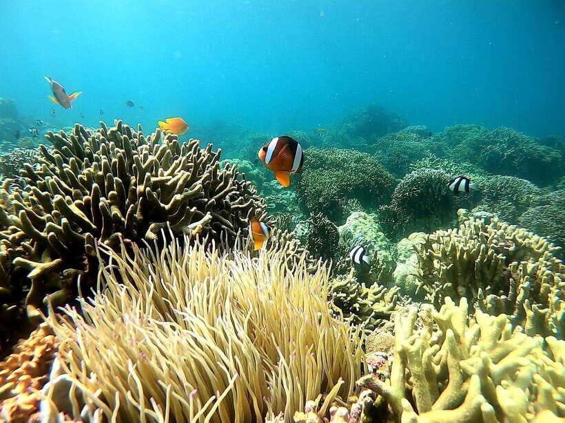 Mactan Island Hopping Gilutungan, Caohagan, Nalusuan + Lunch - What You Get Included, and What You Must Bring Yourself