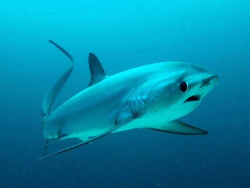 Malapascua: Advance Divers Shark Dive & Optional Transfer - Key things to know before you go