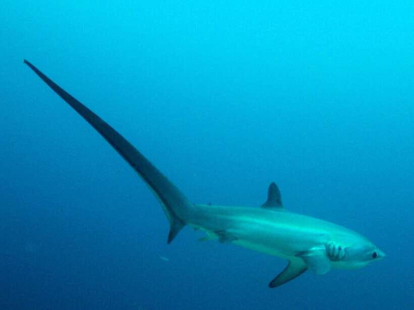 Malapascua: Advance Divers Shark Dive & Optional Transfer - Why Malapascua is the place to chase thresher sharks