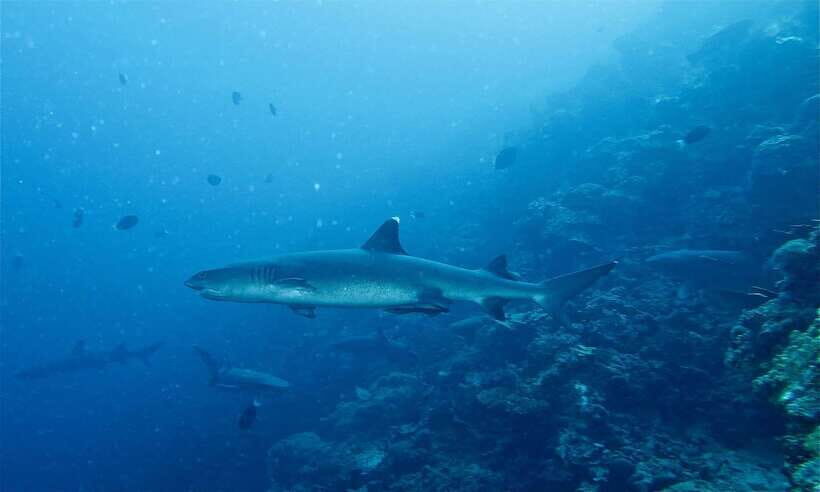 Malapascua: Advance Divers Shark Dive & Optional Transfer - What else you might see besides the long-tail stars