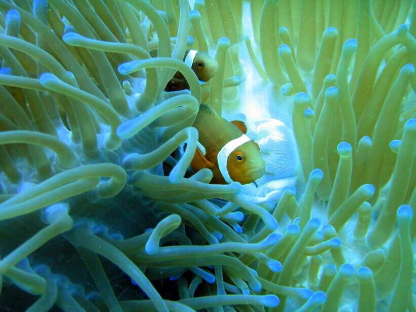 Malapascua: Advance Divers Shark Dive & Optional Transfer - Transfers from Cebu and Mactan: saving time and avoiding stress
