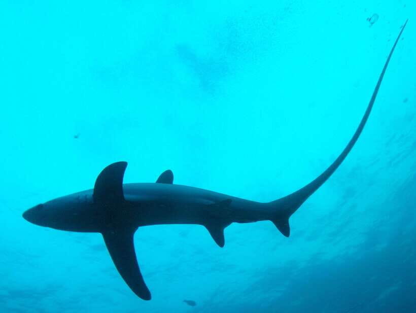 Malapascua: Advance Divers Shark Dive & Optional Transfer - What’s included (and what you’re paying extra for)
