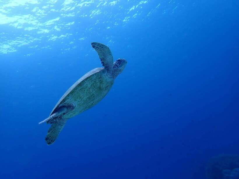 Moalboal Sardine Run, Sea Turtle & Mantayupan Falls - How the early start sets the tone in Cebu