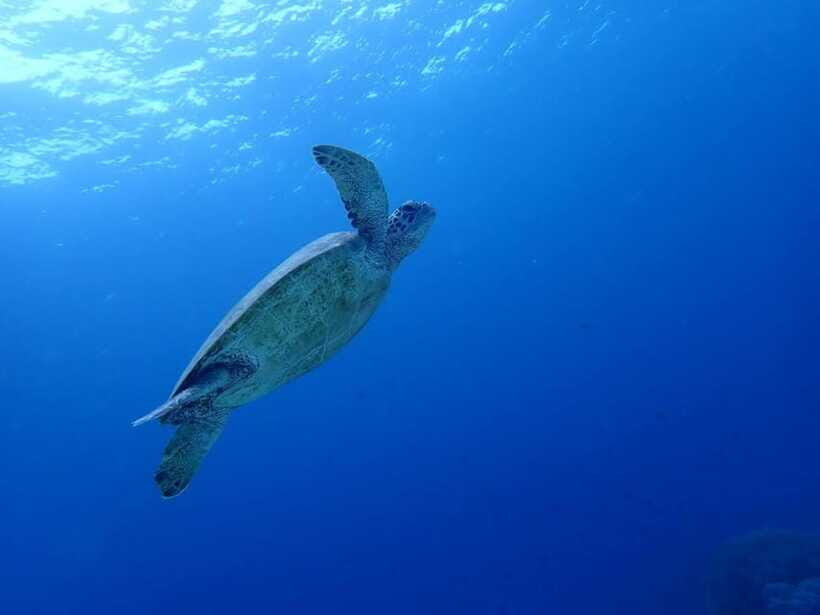 Moalboal Sardine Run, Sea Turtle & Mantayupan Falls - Who should book this tour (and who should skip it)