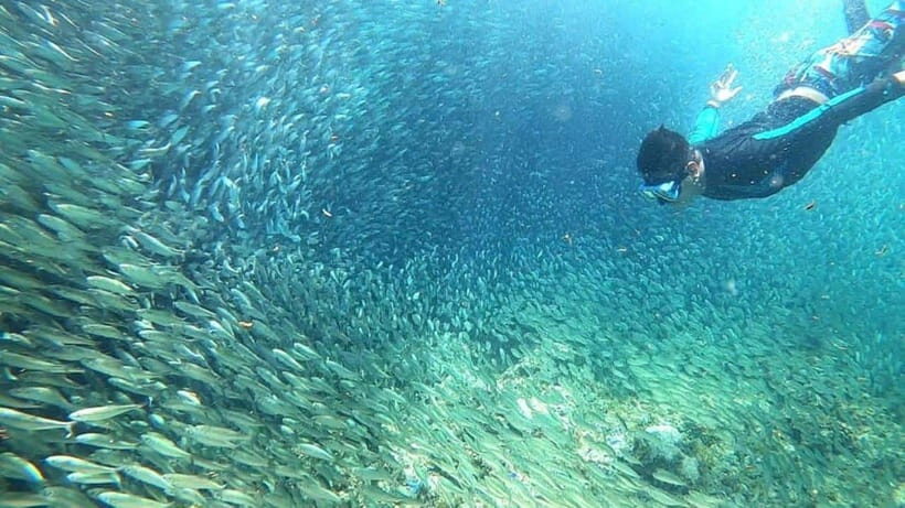 Moalboal: Sardine Run, Turtles and Pescador Island Hopping - Key points to know before you go