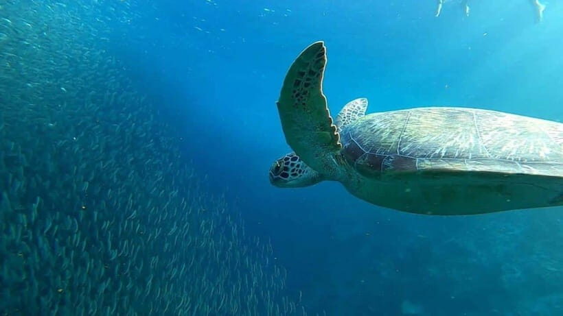 Moalboal: Sardine Run, Turtles and Pescador Island Hopping - Pescador Island snorkeling: coral gardens and marine life viewing
