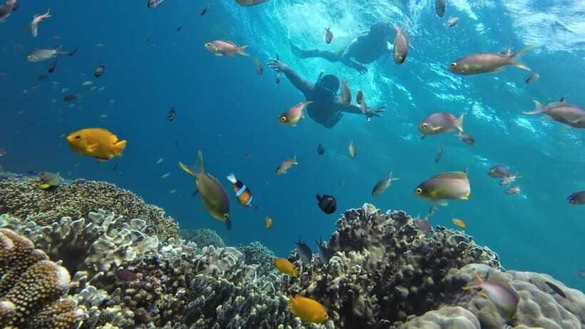 Moalboal: Sardine Run, Turtles and Pescador Island Hopping - Turtle Point: sea turtles with clear do-not-touch rules