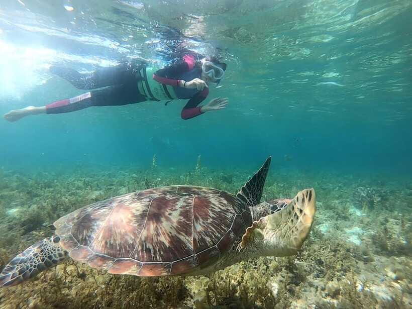 Moalboal: Sardine Run, Turtles and Pescador Island Hopping - The Moalboal break: food, bathrooms, and resetting
