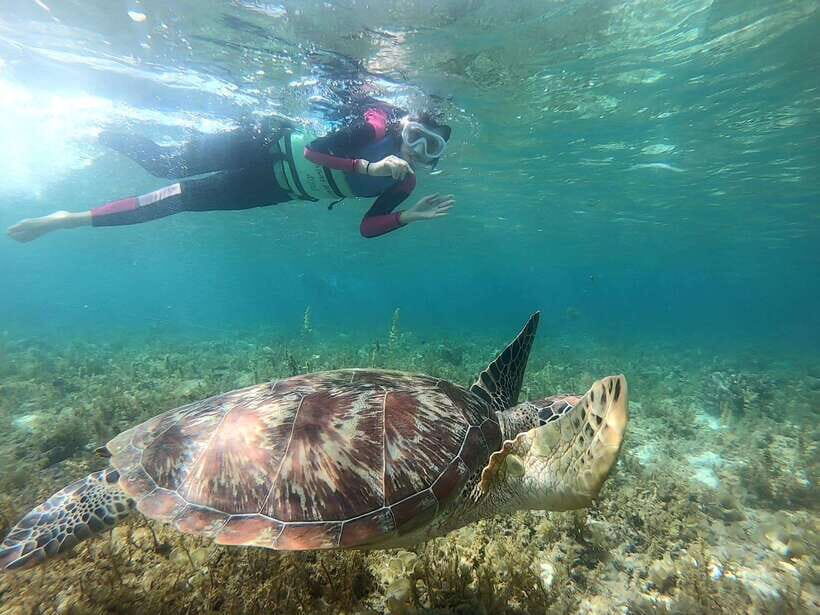 Moalboal: Sardine Run, Turtles and Pescador Island Hopping - Transport and timing: pickup that actually saves your day