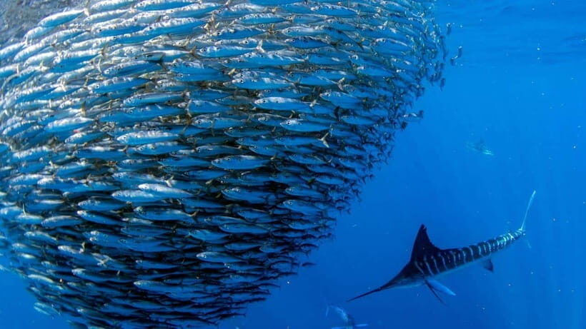 Moalboal Sardines Run Private Tour - Key things you’ll notice on this Sardines Run snorkel