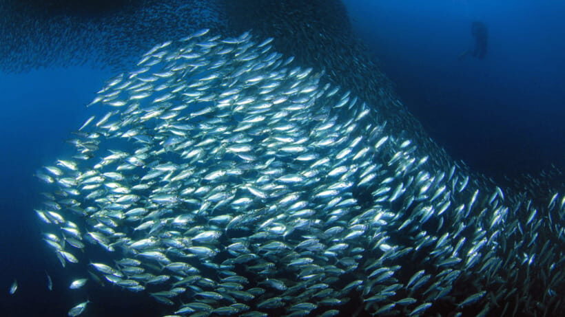 Moalboal Sardines Run Private Tour - Panagsama Beach to the Sardines Run: how the 1-hour plan really feels