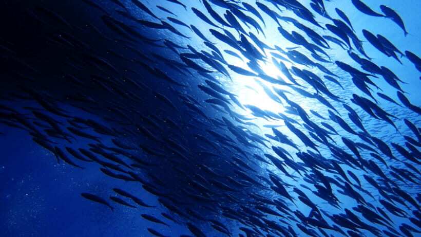 Moalboal Sardines Run Private Tour - The best part of a private guide: safety and attention you can feel