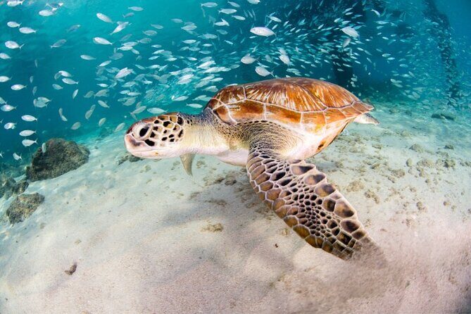 Moalboal Sardines Run Private Tour w/ Transfers Option - First look: why the Moalboal Sardines Run feels different