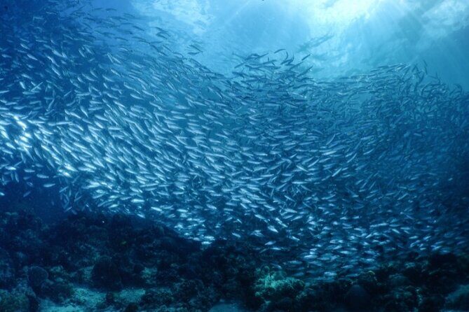 Moalboal Sardines Run Private Tour w/ Transfers Option - What you actually do in the 1-hour snorkeling window