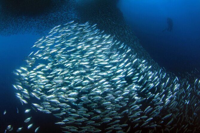 Moalboal Sardines Run Private Tour w/ Transfers Option - Gear you don’t have to overthink (masks, fins, and the right expectations)