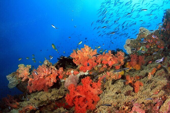 Moalboal Sardines Run Private Tour w/ Transfers Option - Price and value: why $20 can make sense here