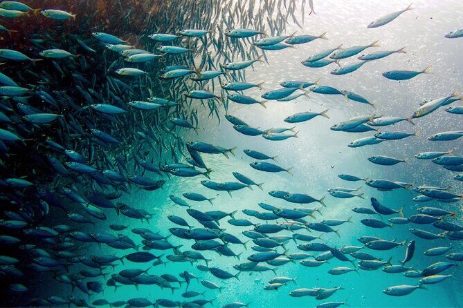Moalboal Sardines Run Private Tour w/ Transfers Option - The guide experience: comfort, safety, and better photos