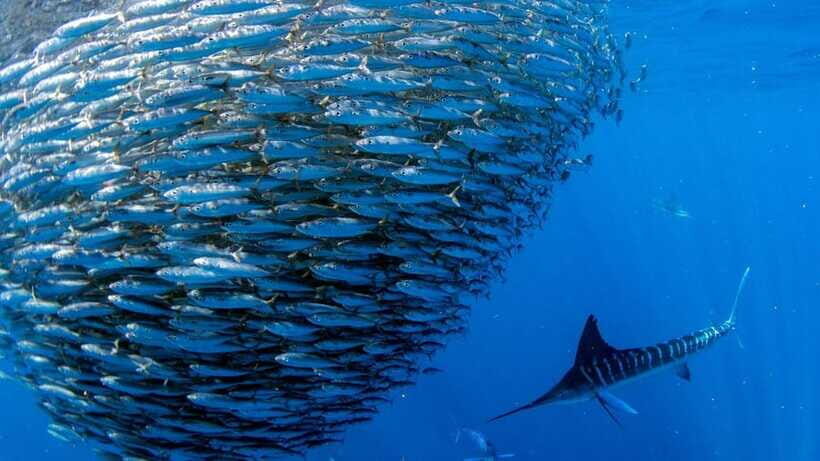Moalboal Sardines Run Private Tour - Why the Sardine Run looks different up close than in videos