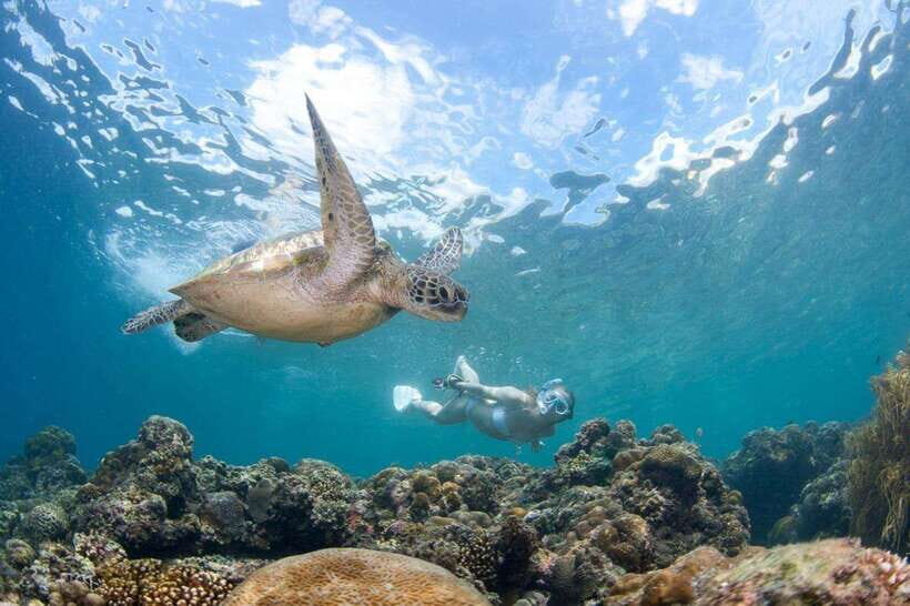 Moalboal: Scuba Diving and Pescador Island Hopping - Key highlights worth your time