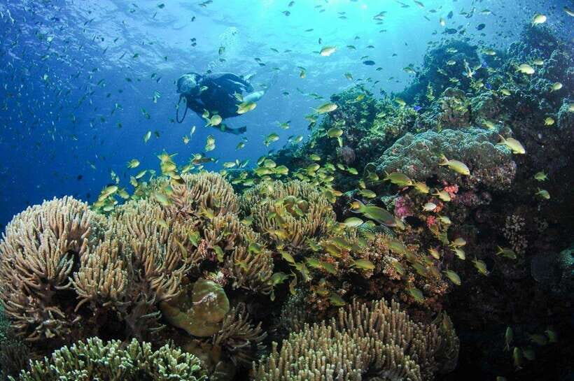 Moalboal: Scuba Diving and Pescador Island Hopping - Why Moalboal’s Sardines Feel Like Underwater Choreography