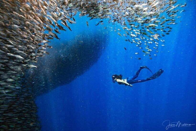 Moalboal: Scuba Diving and Pescador Island Hopping - What’s Included (and What That Means for Your Stress Level)