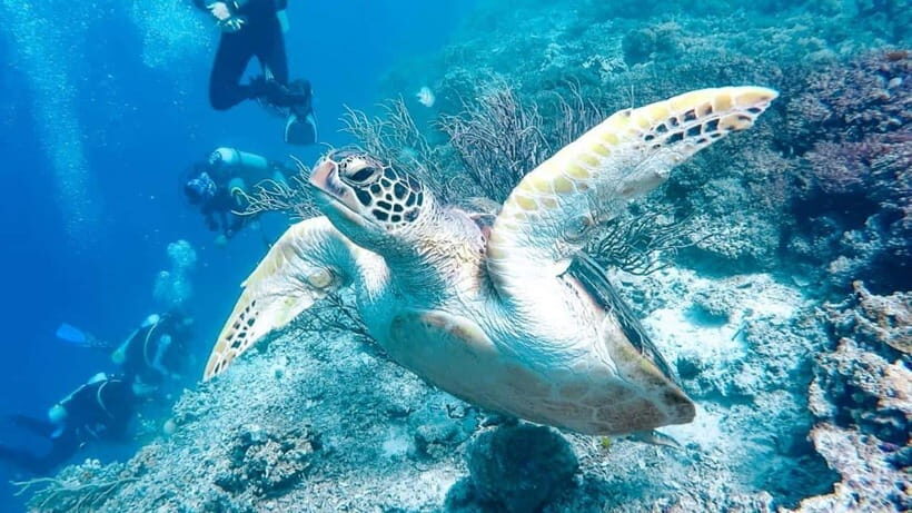 Moalboal: Scuba Diving and Pescador Island Hopping - Price Check: Is $168 a Good Deal for This Kind of Day?