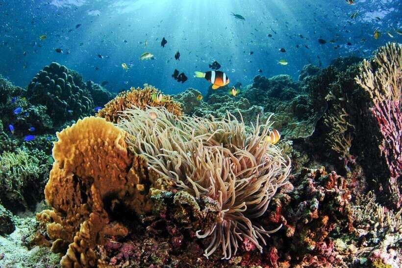 Moalboal: Scuba Diving and Pescador Island Hopping - Pescador Island: Coral Formations and the Sea Turtle Odds