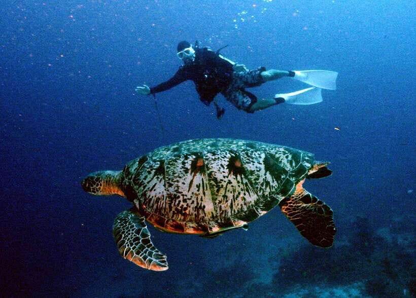 Moalboal with Canyoneering Tour (Shared Tour) - Sea Turtles and Coral Viewing: how to get more than a quick pass