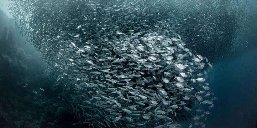Moalboal with Canyoneering Tour (Shared Tour) - Moalboal Sardine Run: what you’re really looking for