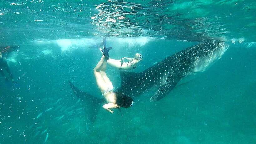 Oslob Cebu: Whale Shark Watching Day Tour - Oslob Whale Sharks: What Makes This Tour Special (and Not Just a Photo Stop)