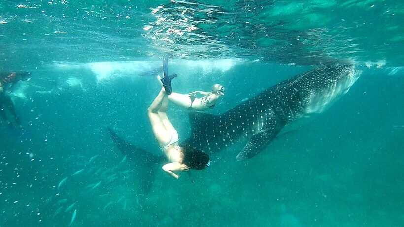 Oslob Cebu: Whale Shark Watching Day Tour - Conservation, Controversy, and What Responsible Tourism Should Mean Here