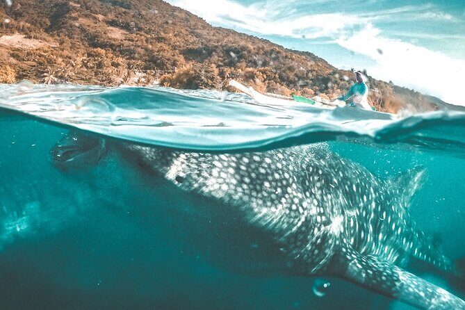 Oslob Whale Shark Private Tour with Sumilon & Tumalog Falls - Sumilon Island: Why This 2-Hour Stop Feels Like Breathing Room