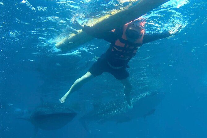 Oslob Whale Shark Snorkeling & Kawasan Canyoning Tour - The Big Idea: Two Very Different Water Experiences