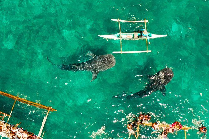 Oslob Whale Shark Snorkeling & Kawasan Canyoning Tour - Stop 2: Oslob Whale Shark Snorkeling (Close, calm, and not guaranteed)
