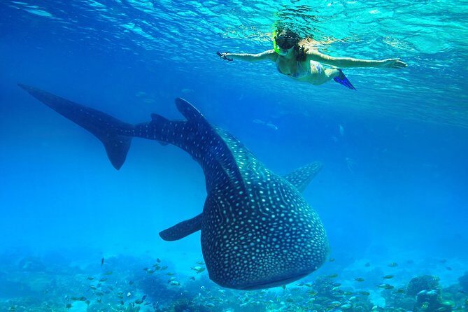 Oslob Whale Shark Snorkeling & Kawasan Canyoning Tour - Price and Value: What You’re Actually Paying For