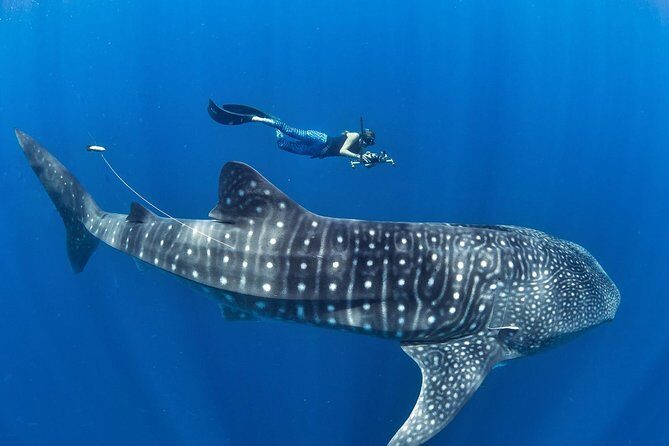 Oslob Whale Shark Snorkeling & Pescador & Sardine Run & Turtle - Key highlights and what to watch for