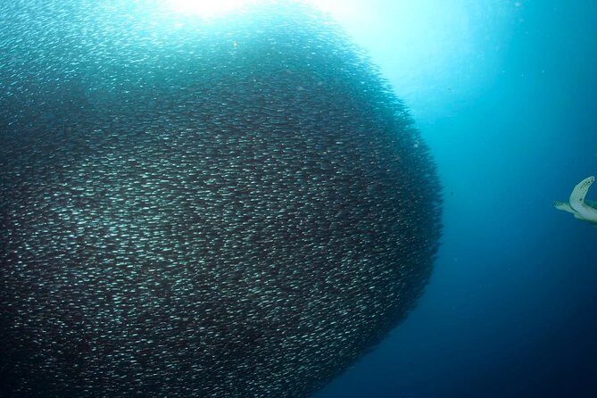 Oslob Whale Shark Snorkeling & Pescador & Sardine Run & Turtle - Getting out of Cebu before 3:30am