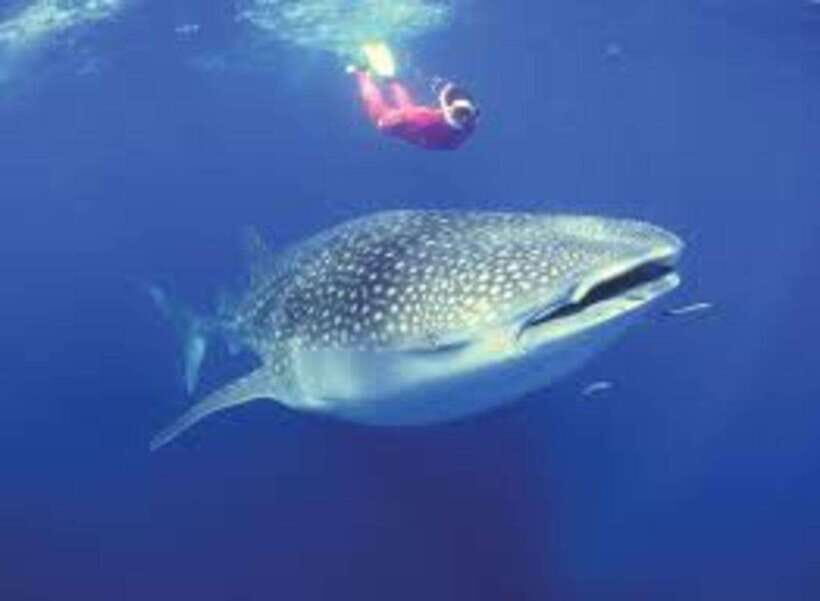 Oslob: Whale shark swimming, Tumalog Falls, Sumilon Sandbar - Sumilon Sandbar at 9:00 AM: the “relax” moment in a busy day