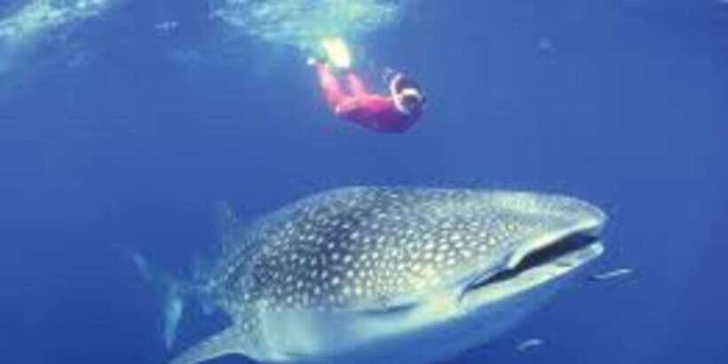 Oslob: Whale shark swimming, Tumalog Falls, Sumilon Sandbar - Mainland break, lunch at 11:00 AM, then full steam to Moalboal