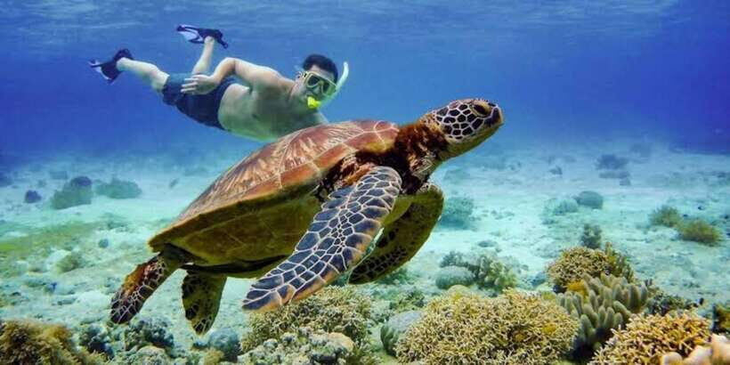Oslob: Whale shark swimming, Tumalog Falls, Sumilon Sandbar - Pickup reliability: what to check before you trust the morning