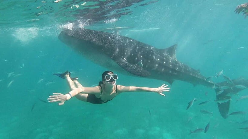 Oslob: Whale Shark Tour with Sumilon & Moalboal Snorkeling - Quick hits before you go