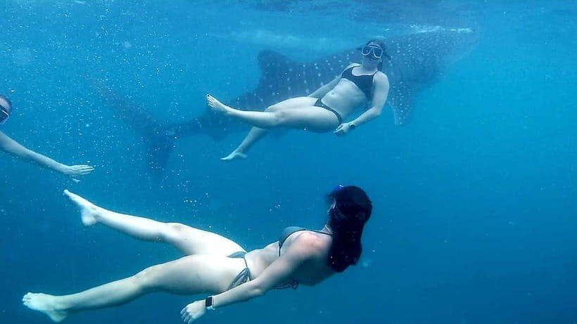 Oslob: Whale Shark Tour with Sumilon & Moalboal Snorkeling - Timing, Weather, and Energy: The Reality of a Full Day Tour