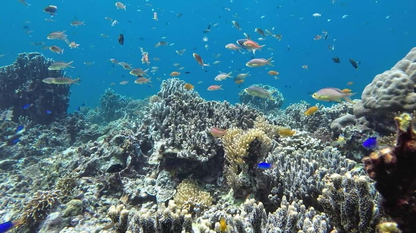 Oslob: Whale Shark Tour with Sumilon & Moalboal Snorkeling - 2–3 AM Pickup and the Long Ride Toward Oslob